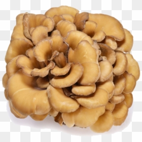 Health Mushrooms, HD Png Download - mushroom png