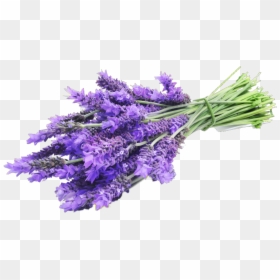 Lavender On Transparent Background, HD Png Download - lavender png