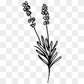 Lavender Black And White Clipart, HD Png Download - lavender png