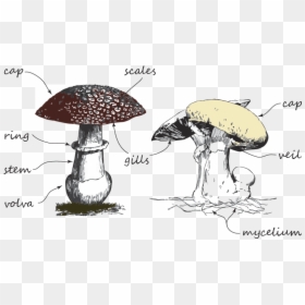 Shiitake, HD Png Download - mushroom png