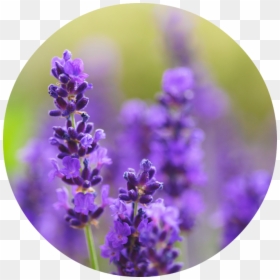English Lavender, HD Png Download - lavender png