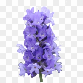 Lavender Png, Transparent Png - lavender png