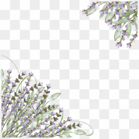Lavender Border Clipart Free, HD Png Download - lavender png