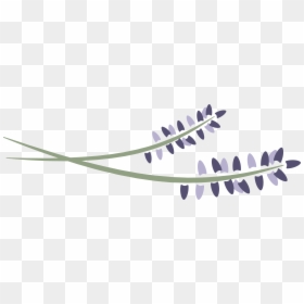 Lavender Logo Png, Transparent Png - lavender png
