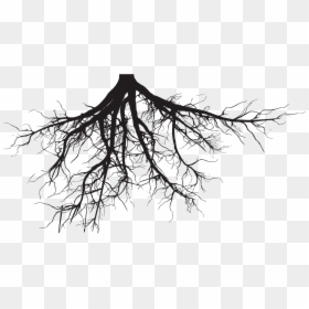 Tree Roots Silhouette Png, Transparent Png - roots png