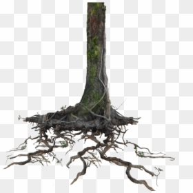 Tree Trunk With Roots, HD Png Download - roots png