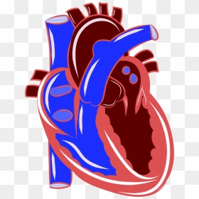 Clipart Circulatory System Heart, HD Png Download - heart clipart png