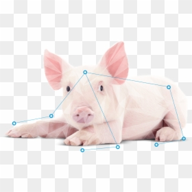 Domestic Pig, HD Png Download - nose png