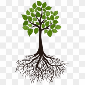 Raices De Un Arbol, HD Png Download - roots png
