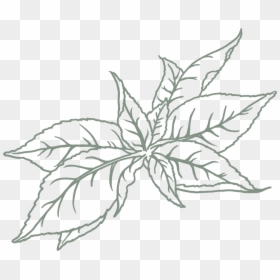 Drawing Tea Leaves Png, Transparent Png - tea png