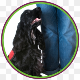 Service & Task Traning With Skilled Mutts - Cocker Spaniel, HD Png Download - service dog png
