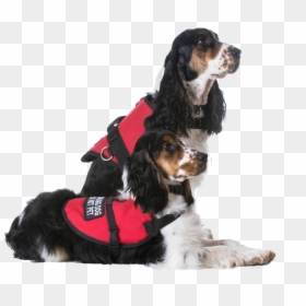 Service Dogs - Pet Website Landing Page Templates, HD Png Download - service dog png