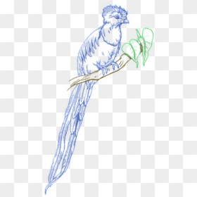 Quetzal Coloring Page, HD Png Download - quetzal png
