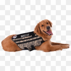 Companion Dog, HD Png Download - service dog png