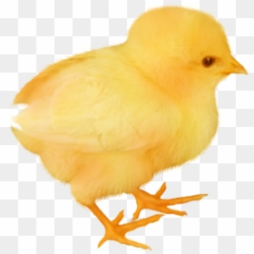 Baby Chicken Transparent, HD Png Download - quetzal png