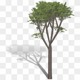 Transparent Pino Png - Pino Png, Png Download - pinos png