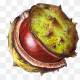 Conker Drawing, HD Png Download - conker png