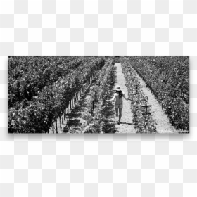 Vineyard, HD Png Download - vineyard png