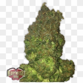 Fruit Punch Auto - Fruit Punch Auto Strain, HD Png Download - fruit punch png