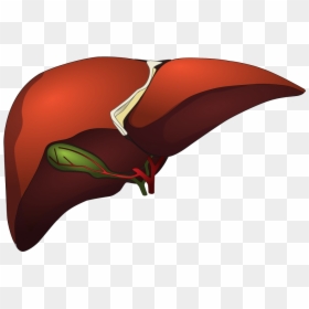 Liver Cartoon Png - Kidney & Liver Png, Transparent Png - <image.png>
