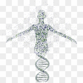 Human Form Dna, HD Png Download - genes png