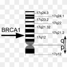 Chromosome 17, HD Png Download - genes png