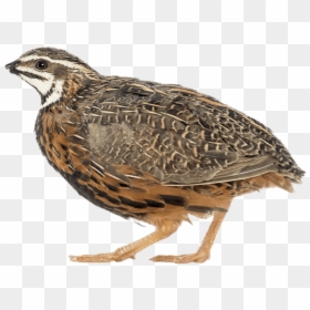 African Harlequin Quail - Quail Png, Transparent Png - quail png