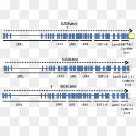 Screenshot, HD Png Download - genes png