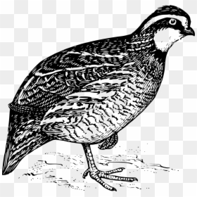 Quail Clipart Black And White, HD Png Download - quail png
