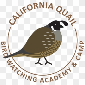 California Quail Picture - Quail, HD Png Download - quail png