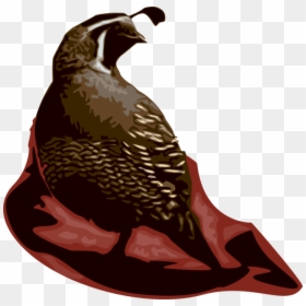 Vector Illustration Of Quail Bird Farm-raised For Table - Quail, HD Png Download - quail png