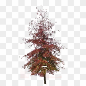 Black Gum, HD Png Download - oak png