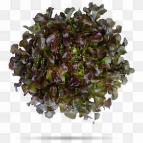 Transparent Oak Leaf Png - Lettuce, Png Download - oak png