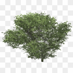 Oak Tree 3d C4d , Png Download - Transparent Tree 3d Model, Png Download - oak png