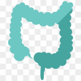 Large Intestine, HD Png Download - colon png