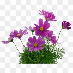 Transparent Cosmos Flower Png, Png Download - cosmos png