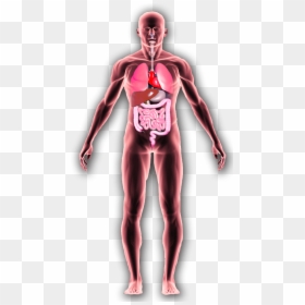 Effects On The Body From Alcohol And Drugs, HD Png Download - colon png