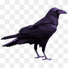 Rook Common Raven Silhouette - Transparent Raven Bird, HD Png Download - rook png