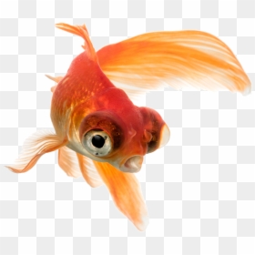 Pez Telescopio Aquatropolis Mallorca - Peces Goldfish Png, Transparent Png - pez png