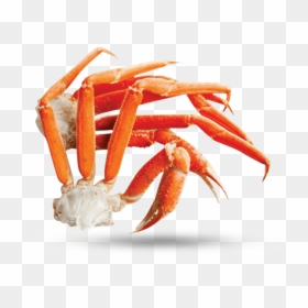Freshwater Crab, HD Png Download - crabs png
