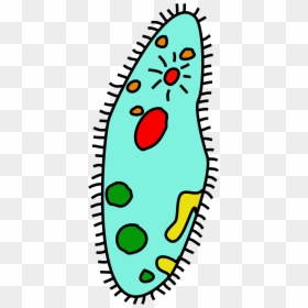 Image Royalty Free Single Celled Organisms Clipart - Single Celled Organism Clipart, HD Png Download - single png