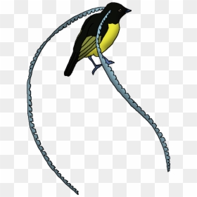 Wildlife Animal Pedia Wiki - Old World Oriole, HD Png Download - bird of paradise png