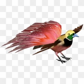 Finch, HD Png Download - bird of paradise png
