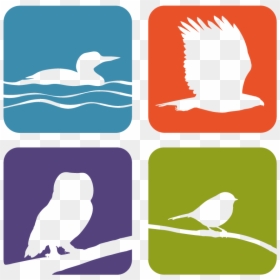 Whitefish Point Bird Observatory Logo - Parrot, HD Png Download - bird of paradise png