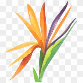 Service Or Sacrifice, HD Png Download - bird of paradise png