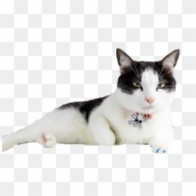 Transparent Cats Png - Write Cat, Png Download - cats.png