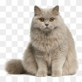 Transparent Cat Png Transparent - Cute Cat Pic Png, Png Download - cats.png