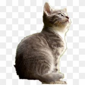 Cat Transparent Images - Evolução Dos Animais No Espiritismo, HD Png Download - cats.png