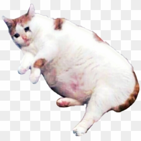 Sad Cat Png - Sad Cat Meme Transparent, Png Download - cats.png