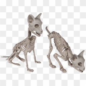 Katzen Skelett Oben, HD Png Download - halloween skeleton png